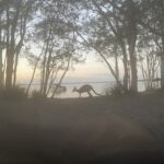 Camping bei Noosa